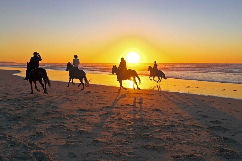 Picture 1 for Activity Muscat: Horse Riding Experience with Traditional Dinner