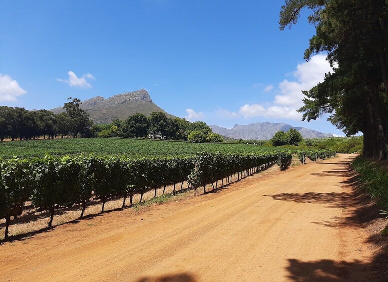 Picture 1 for Activity From Stellenbosch: Stellenbosch Guided Vineyard Walk