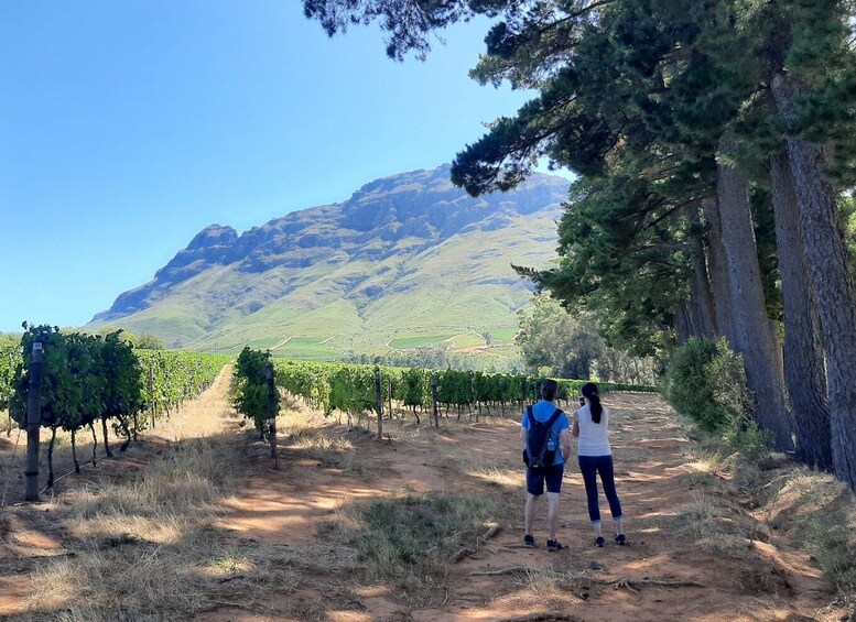 Picture 3 for Activity From Stellenbosch: Guided Vineyard Walk in the Winelands