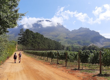 Vanuit Stellenbosch: Wijngaardwandeling met gids door Stellenbosch