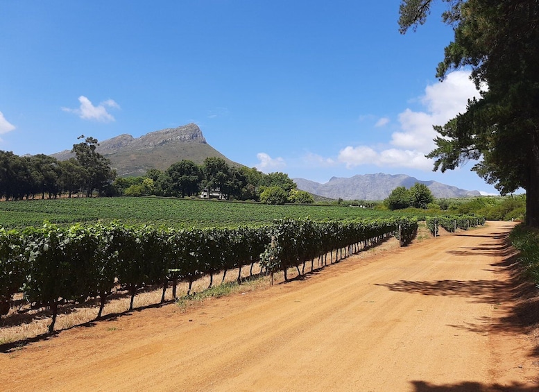 Picture 1 for Activity From Stellenbosch: Guided Vineyard Walk in the Winelands