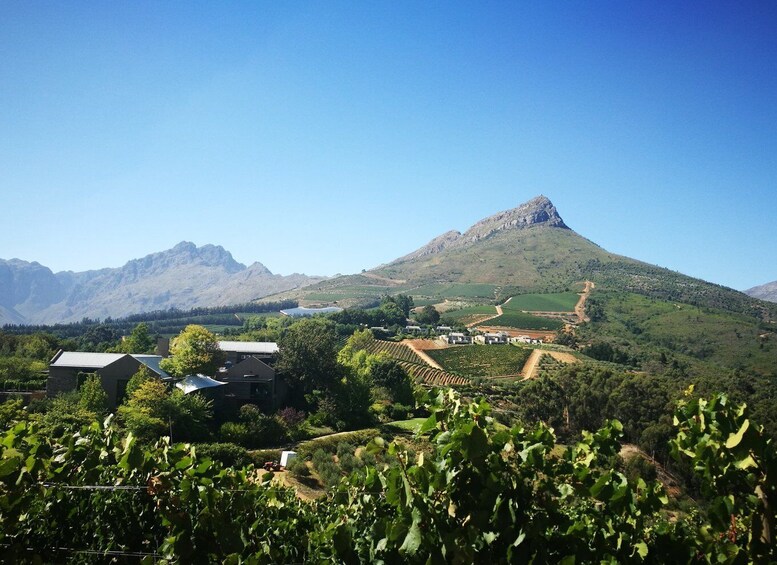 Picture 7 for Activity From Stellenbosch: Stellenbosch Guided Vineyard Walk