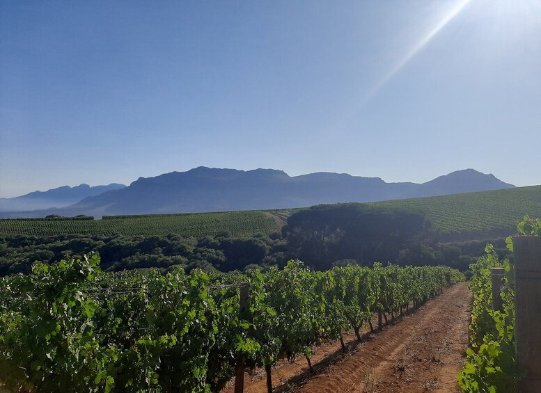 Picture 4 for Activity From Stellenbosch: Stellenbosch Guided Vineyard Walk