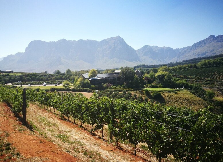 Picture 8 for Activity From Stellenbosch: Stellenbosch Guided Vineyard Walk