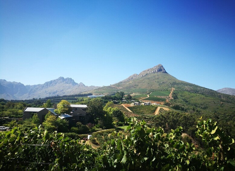 Picture 7 for Activity From Stellenbosch: Stellenbosch Guided Vineyard Walk