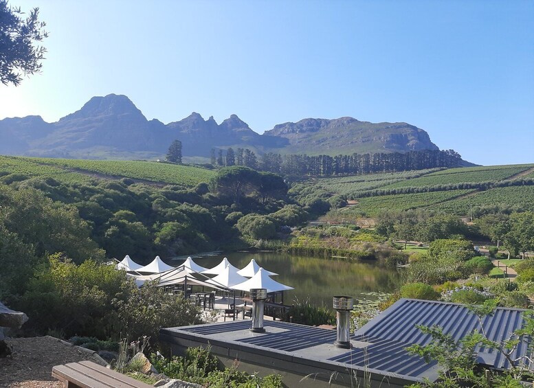 Picture 5 for Activity From Stellenbosch: Stellenbosch Guided Vineyard Walk