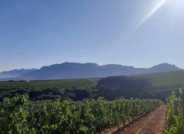 Picture 4 for Activity From Stellenbosch: Guided Vineyard Walk in the Winelands