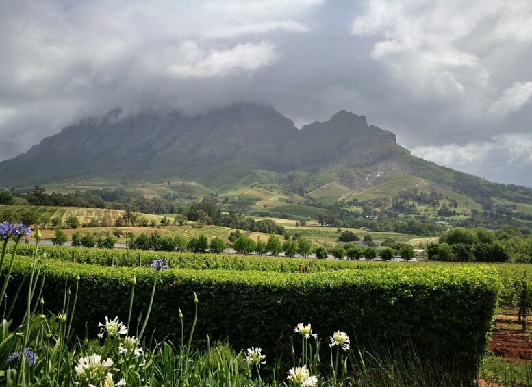 Picture 6 for Activity From Stellenbosch: Guided Vineyard Walk in the Winelands