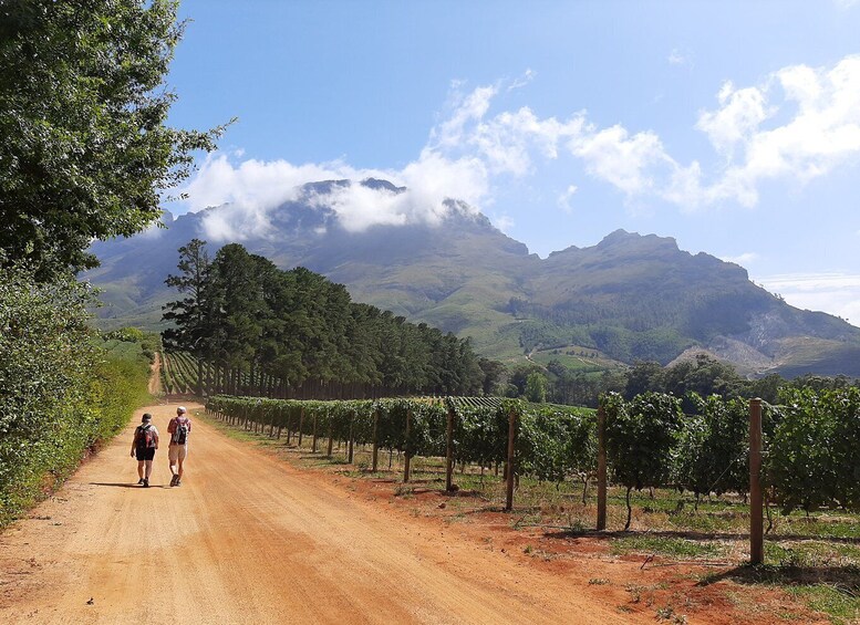 From Stellenbosch: Stellenbosch Guided Vineyard Walk