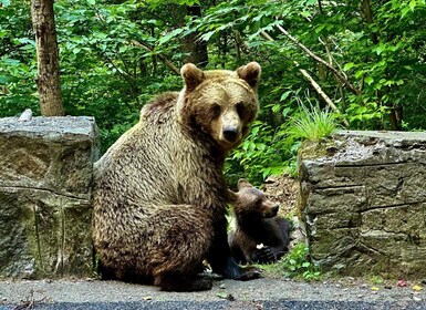 Bucharest: Top Gear Road and Wild Brown Bears Day Trip