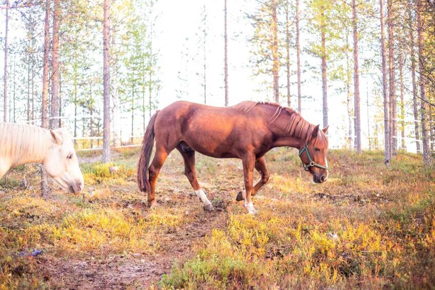 Picture 1 for Activity Rovaniemi: Horse Carriage Ride under the Night Sky