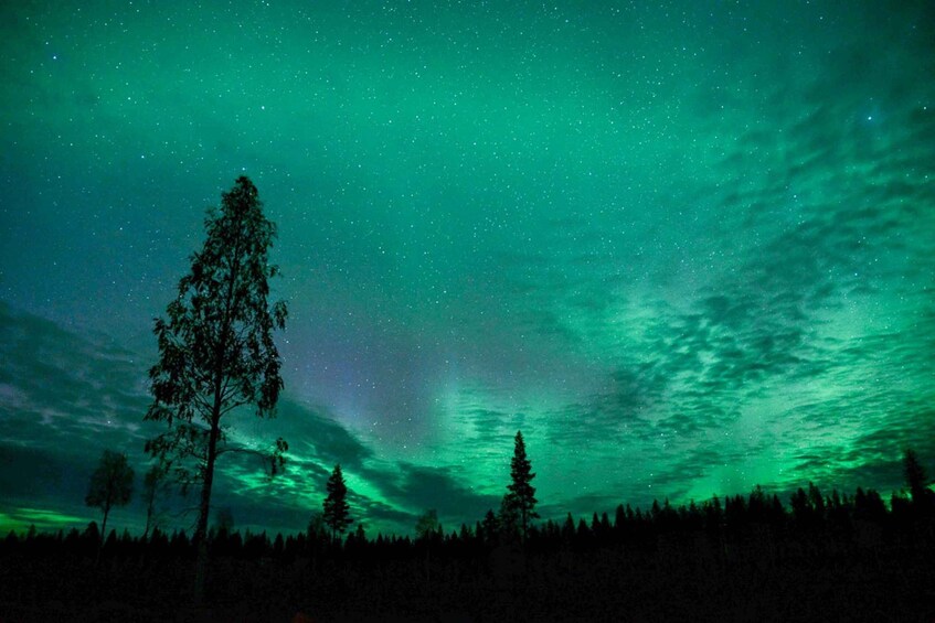 Picture 4 for Activity Rovaniemi: Horse Carriage Ride under the Night Sky