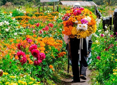 Medellín : Ferme de fleurs et visite de l'histoire de Silletero