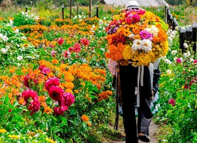 Medellín Kebun Bunga & Tur Sejarah Silletero