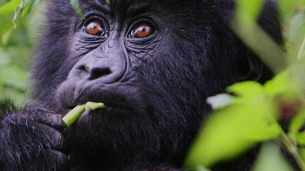 Picture 5 for Activity Uganda: 4 Day Chimpanzee, Wildlife, and Gorilla Safari