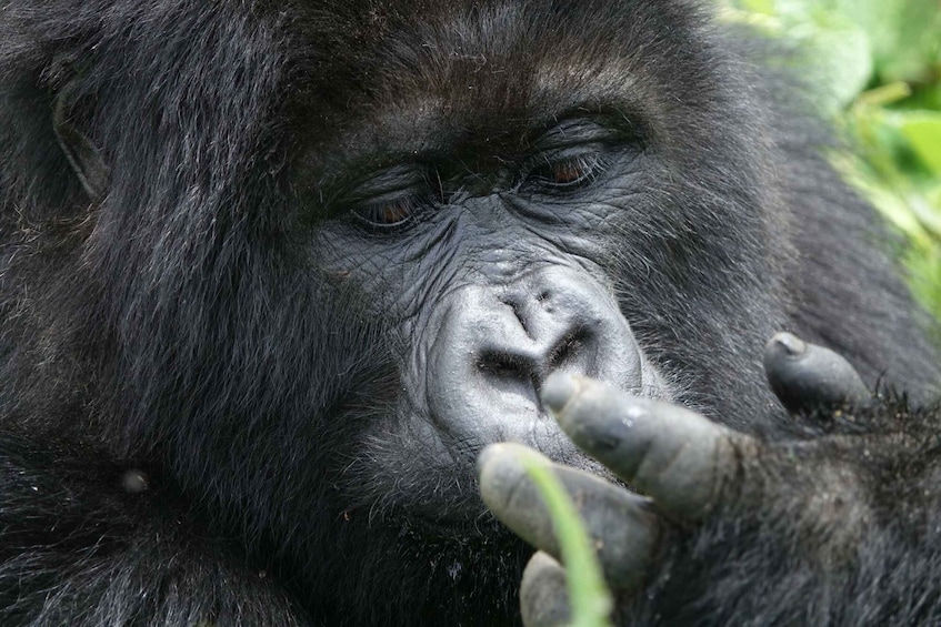 Picture 1 for Activity Uganda: 4 Day Chimpanzee, Wildlife, and Gorilla Safari