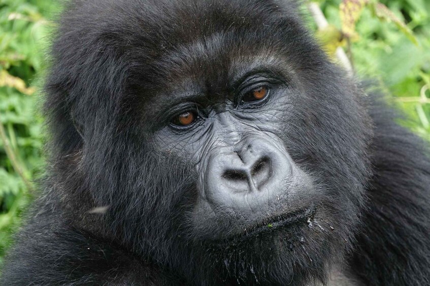 Picture 2 for Activity Uganda: 4 Day Chimpanzee, Wildlife, and Gorilla Safari