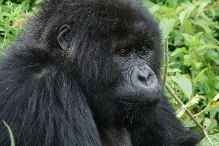 Uganda: 4 Day Chimpanzee, Wildlife, and Gorilla Safari