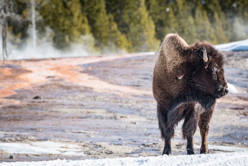 Picture 3 for Activity Jackson: Yellowstone Snowmobile Tour to Old Faithful