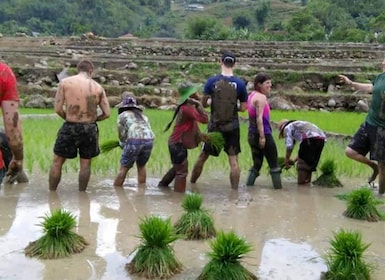 Sa Pa: 2-Day Trekking Trip with Ethnic Minority Homestay