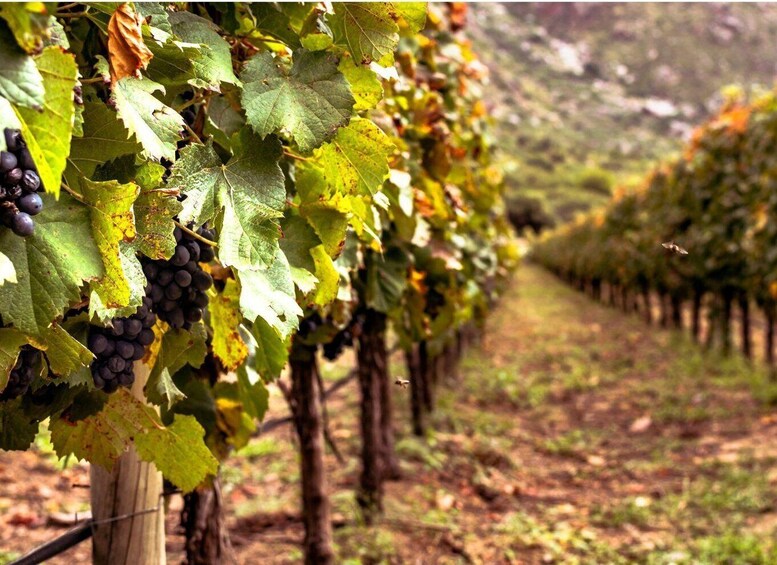 Picture 1 for Activity Boscotrecase: Vesuvius Wine Tasting Tour With Lunch