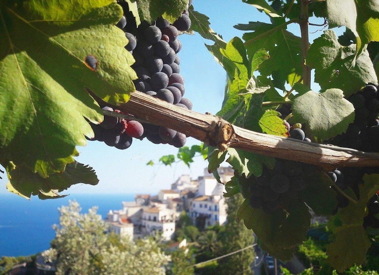 Picture 6 for Activity Boscotrecase: Vesuvius Wine Tasting Tour With Lunch