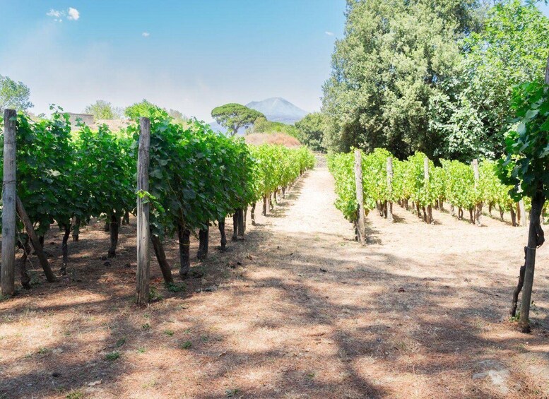 Picture 6 for Activity Boscotrecase: Vesuvius Wine Tasting Tour With Lunch