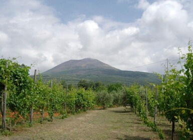 Boscotrecase: Vesuvius vinprovningstur med lunch