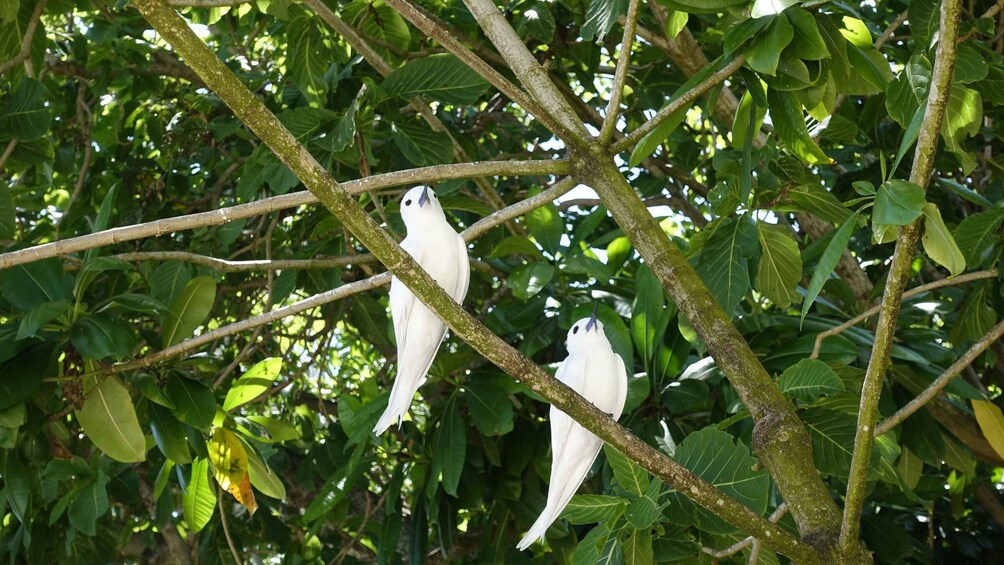 Picture 1 for Activity From Praslin: Cousin, Curieuse & St Pierre Islands Day Tour