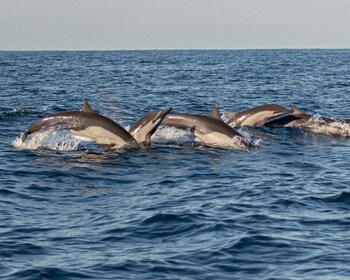 Puerto Escondido: Dolphin Watching