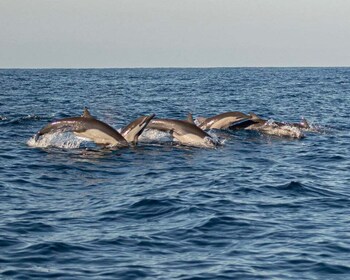 Puerto Escondido: Delfinbeobachtung