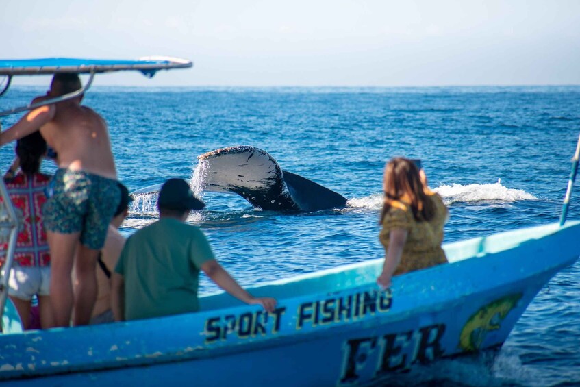 Picture 5 for Activity Puerto Escondido: Dolphin Watching