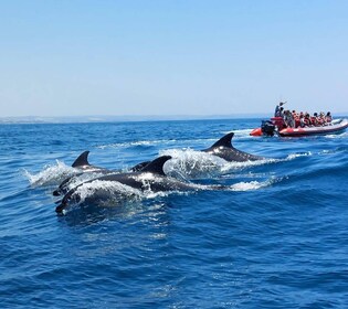 Desde Albufeira: tour guiado en barco por las cuevas y los delfines de Bena...