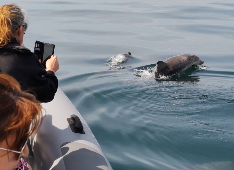 Picture 9 for Activity From Albufeira: Benagil Caves and Dolphins Guided Boat Tour