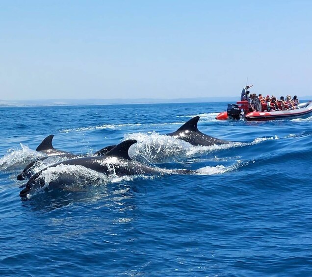 From Albufeira: Benagil Caves and Dolphins Guided Boat Tour