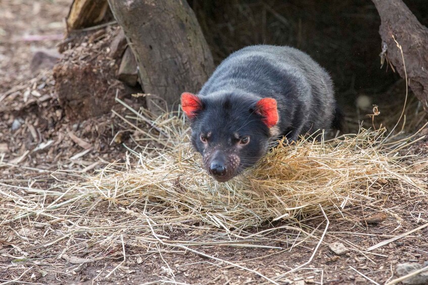 Picture 8 for Activity 3D Tasmanian Highlights: Hobart, Port Arthur & Bruny Island