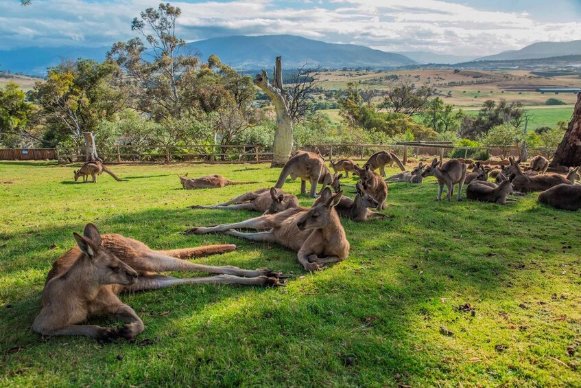 Picture 6 for Activity 3D Tasmanian Highlights: Hobart, Port Arthur & Bruny Island