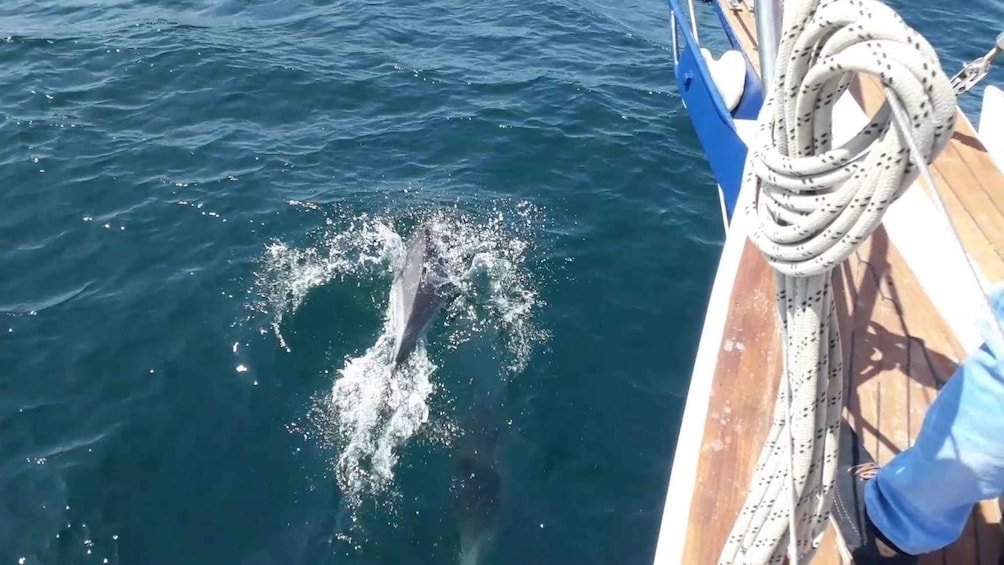 Picture 2 for Activity Estepona: Dolphin Watching Sailboat Cruise with Drink