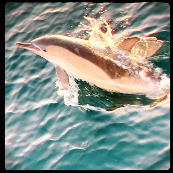 Picture 7 for Activity Estepona: Dolphin Watching Sailboat Cruise with Drink