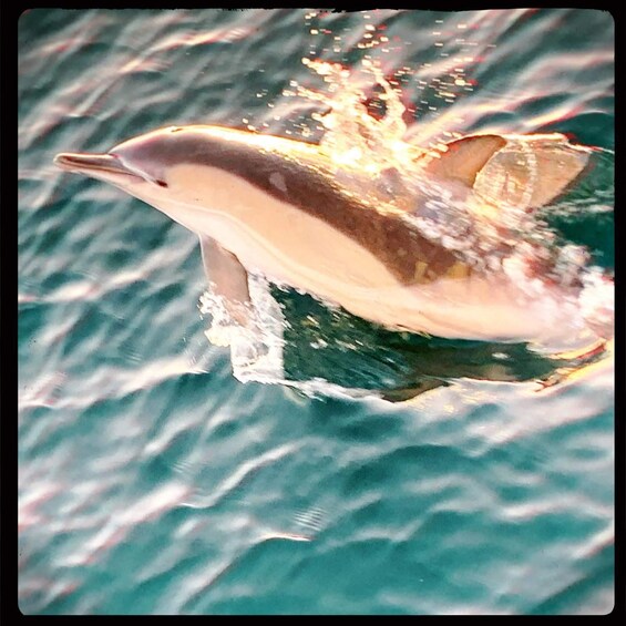 Picture 7 for Activity Estepona: Dolphin Watching Sailboat Cruise with Drink