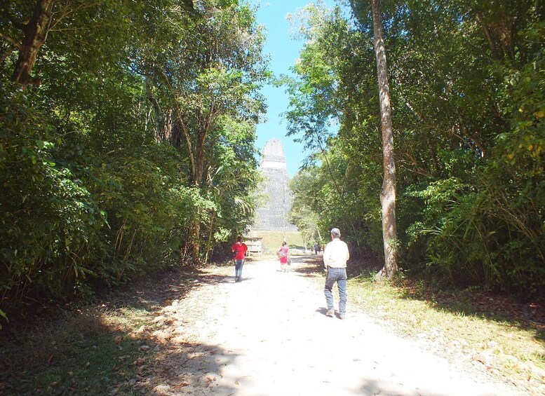 Picture 3 for Activity From Flores: Tikal Ruins Guided Day Trip