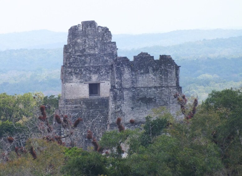 Picture 5 for Activity From Flores: Tikal Ruins Guided Day Trip