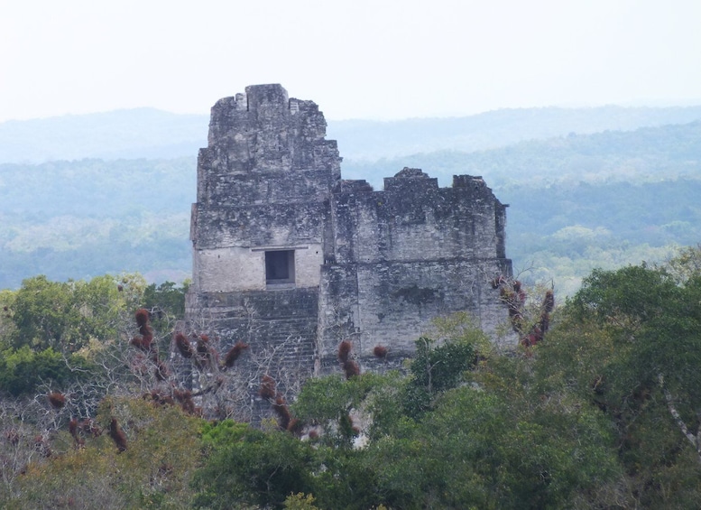 Picture 5 for Activity From Flores: Tikal Ruins Guided Day Trip