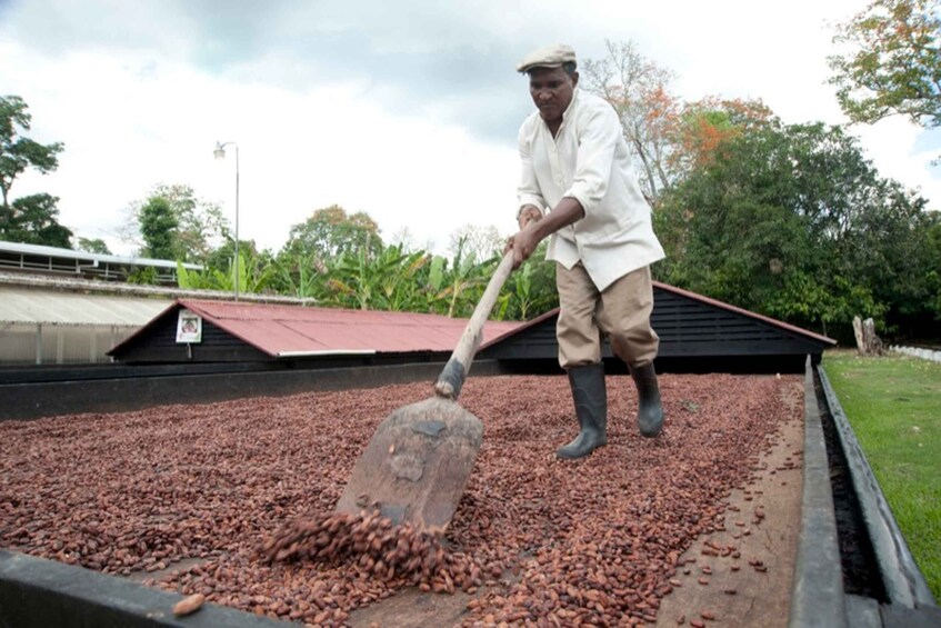 Picture 3 for Activity Dominican Republic Cacao Plantation Tour