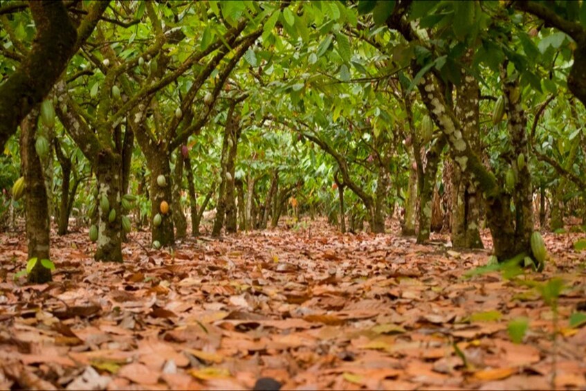 Picture 1 for Activity Dominican Republic Cacao Plantation Tour