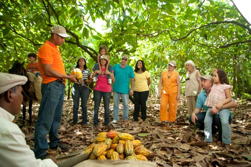 Picture 2 for Activity Dominican Republic Cacao Plantation Tour