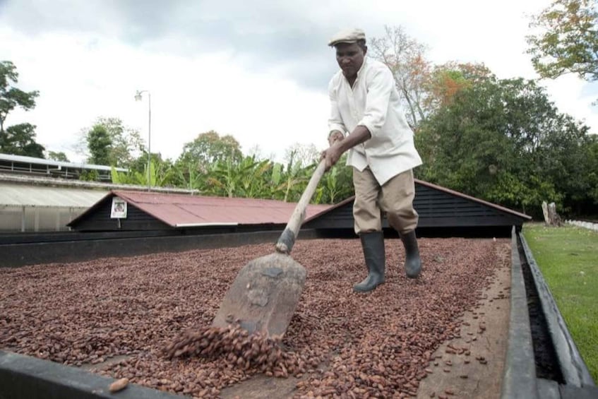 Picture 3 for Activity Dominican Republic Cacao Plantation Tour