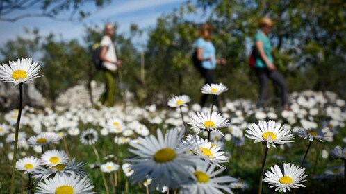 Randonnée excursion Vidova gora et visite du musée de l'huile d'olive