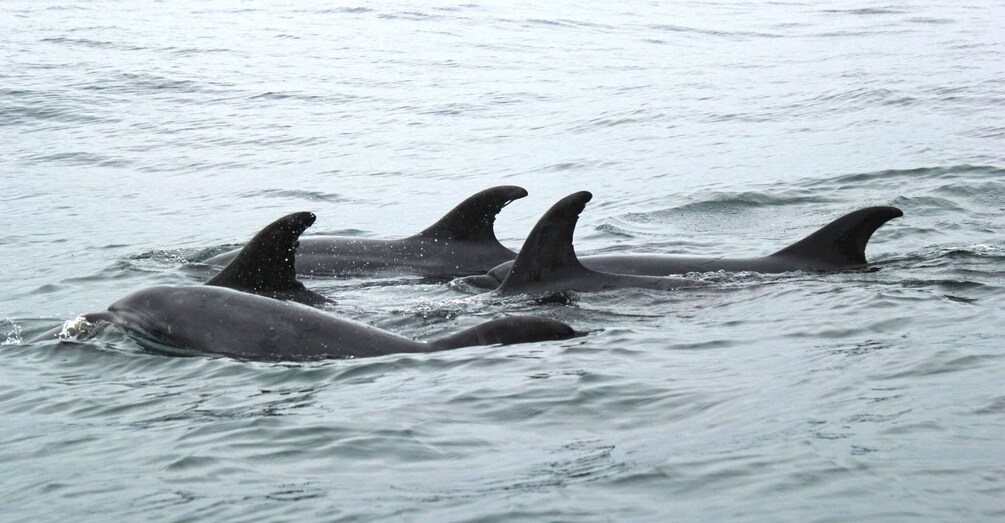 Picture 1 for Activity Bohol: Dolphin and Sea Turtle Watching Island Hopping Tour