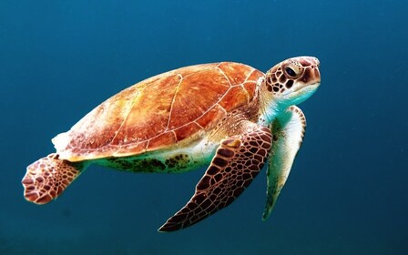 Bohol: eilandhoppen-tour met dolfijnen en zeeschildpadden